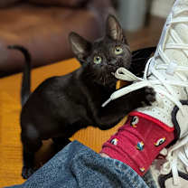 Thumbnail photo of Io #1