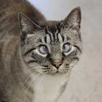 Thumbnail photo of Leopold #1