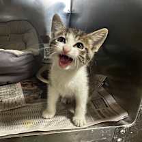 Thumbnail photo of Irwin #2