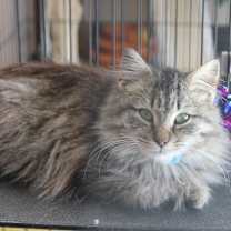 Thumbnail photo of Cece  #3