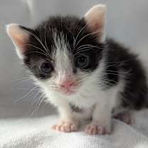 Thumbnail photo of Apocalypse #2