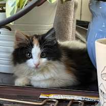 Thumbnail photo of Jenny #1