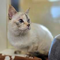 Thumbnail photo of Pura #4