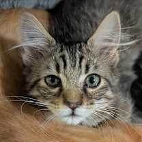 Thumbnail photo of Jupiter #2