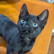 Thumbnail photo of Io #2