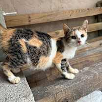 Thumbnail photo of Marinara #2