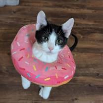 Thumbnail photo of Apocalypse #3