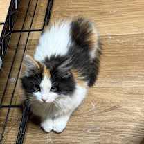 Thumbnail photo of Jenny #2