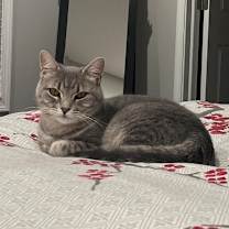 Thumbnail photo of Allure #2