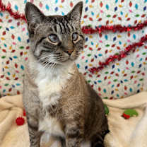 Thumbnail photo of Leopold #2