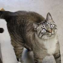 Thumbnail photo of Leopold #4