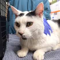 Thumbnail photo of Balou #1