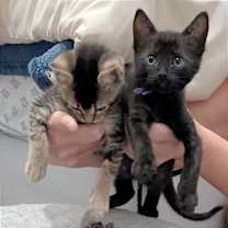 Thumbnail photo of Miss Plum #2