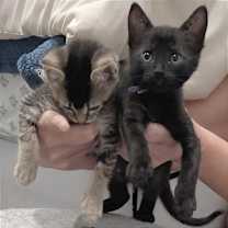 Thumbnail photo of Miss Scarlett #2