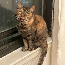 Thumbnail photo of Katrina Van Tassel #3