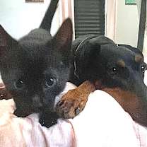 Thumbnail photo of Miss Plum #3