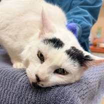 Thumbnail photo of Balou #2