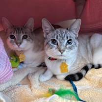 Thumbnail photo of Chanel  #2