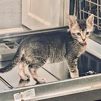 Thumbnail photo of Miss Scarlett #4