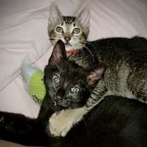 Thumbnail photo of Miss Plum #4