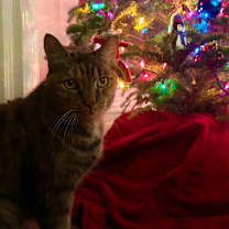 Thumbnail photo of Katrina Van Tassel #4