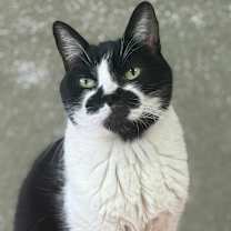 Thumbnail photo of Koru #1