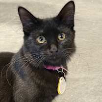 Thumbnail photo of Fairchild #1