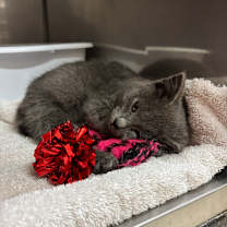 Thumbnail photo of Peppermint  #2