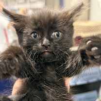 Thumbnail photo of Fairchild #3