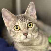 Thumbnail photo of Zilarra #3