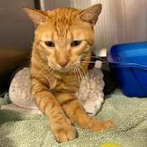 Thumbnail photo of Compote #4