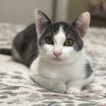 Thumbnail photo of Sprinkles (KAR) #1