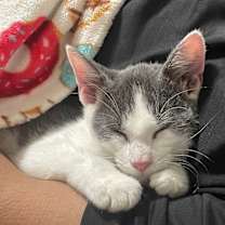 Thumbnail photo of Sprinkles (KAR) #2