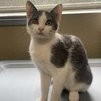 Thumbnail photo of Sprinkles (KAR) #3