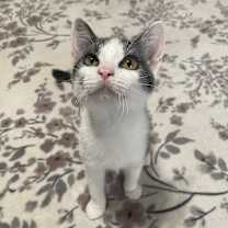 Thumbnail photo of Sprinkles (KAR) #4