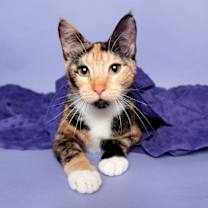 Thumbnail photo of Garnet (KAR) #1