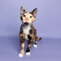 Thumbnail photo of Garnet (KAR) #2