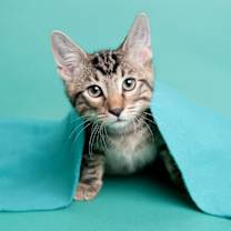 Thumbnail photo of Snickers (SDA) #1