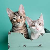 Thumbnail photo of Snickers (SDA) #2