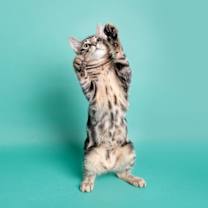 Thumbnail photo of Snickers (SDA) #3