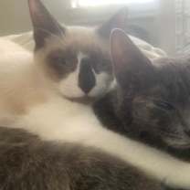 Thumbnail photo of Emerald (KAR) #2