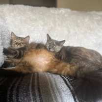 Thumbnail photo of Emerald (KAR) #3