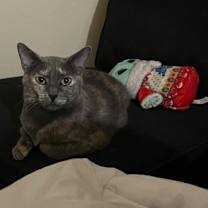 Thumbnail photo of Emerald (KAR) #4