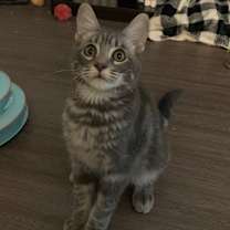 Thumbnail photo of Thistle (BBE) #1