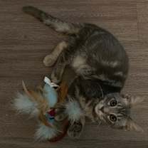 Thumbnail photo of Thistle (BBE) #2