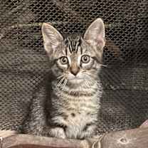 Thumbnail photo of Fig (BBE) #1