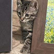 Thumbnail photo of Fig (BBE) #2