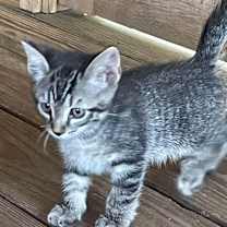 Thumbnail photo of Fig (BBE) #3