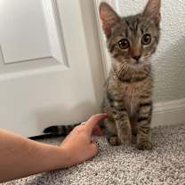 Thumbnail photo of Fern (BBE) #2