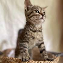 Thumbnail photo of Fern (BBE) #4